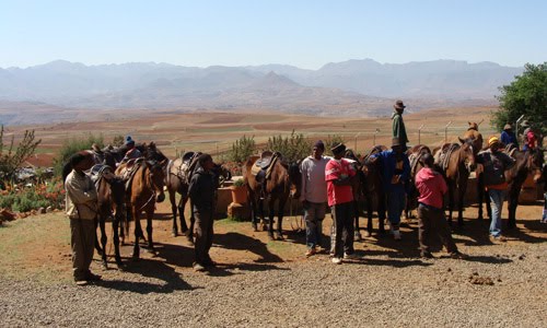 Ponys Lesotho 